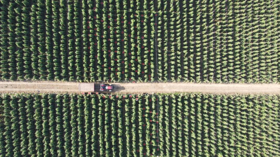 10 köydeki 2500 dekara ekildi tarlada kilosu 15 TL'den satılıyor. Köylü bayram ediyor şafak vakti topluyor - Resim: 14